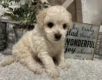 GIGI, a female Poodle - Toy  for sale in Sharon, KS – Photo 2 of 8
