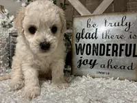 GIGI, a female Poodle - Toy  for sale in Sharon, KS – Photo 1 of 8