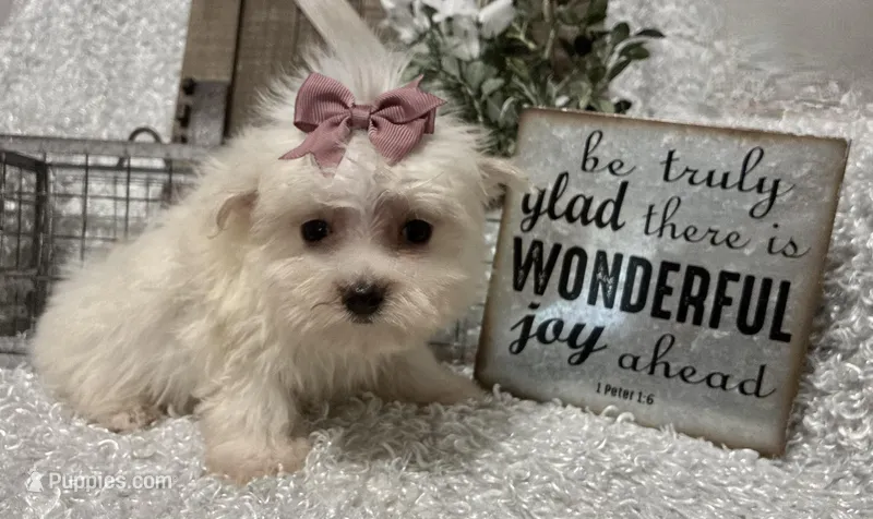 MAGGIE – Maltese puppy for sale in Sharon, KS