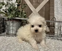 MAGGIE, a female Maltese for sale in Sharon, KS – Photo 2 of 8