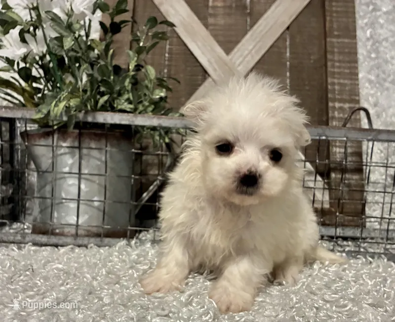 MAGGIE – Maltese puppy for sale in Sharon, KS