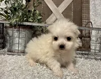 MAGGIE, a female Maltese for sale in Sharon, KS – Photo 7 of 8