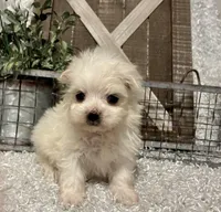 MAGGIE, a female Maltese for sale in Sharon, KS – Photo 3 of 8