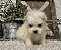 MAGGIE, a female Maltese for sale in Sharon, KS – Photo 5 of 8