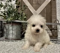 MAGGIE, a female Maltese for sale in Sharon, KS – Photo 6 of 8