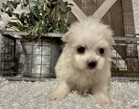 MAGGIE, a female Maltese for sale in Sharon, KS – Photo 4 of 8