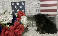 BRUTUS, a male Yorkshire Terrier for sale in Sharon, KS – 2 of 8