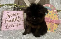 SHADRACH, a male Yorkshire Terrier for sale in Sharon, KS – Photo 9 of 10