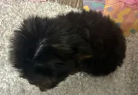 SHADRACH, a male Yorkshire Terrier for sale in Sharon, KS – Photo 6 of 10