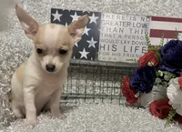 CHICO, a male Chihuahua for sale in Sharon, KS – 2 of 10