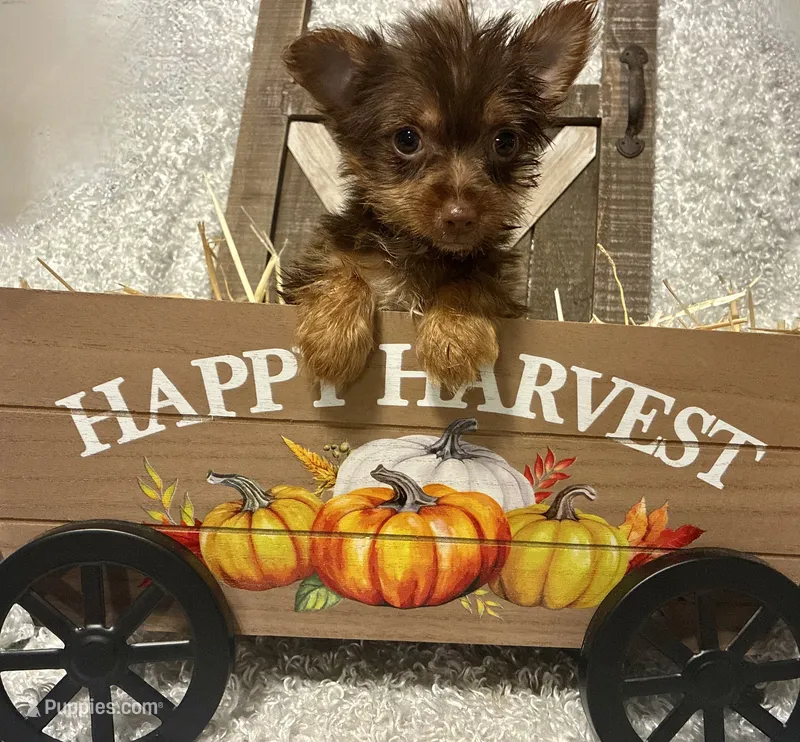 SUSIE – Yorkshire Terrier puppy for sale in Sharon, KS