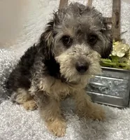 MILTON, a male Poodle - Toy  for sale in Sharon, KS – 2 of 10