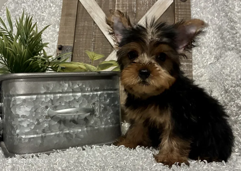 RUFUS – Yorkshire Terrier puppy for sale in Sharon, KS
