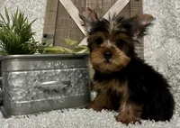 RUFUS, a male Yorkshire Terrier for sale in Sharon, KS – 1 of 8