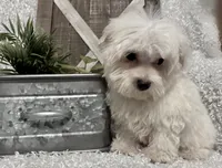 OLLIE, a male Maltese for sale in Sharon, KS – 7 of 8