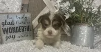 BUSCUIT, a male Yorkshire Terrier for sale in Sharon, KS – 7 of 9
