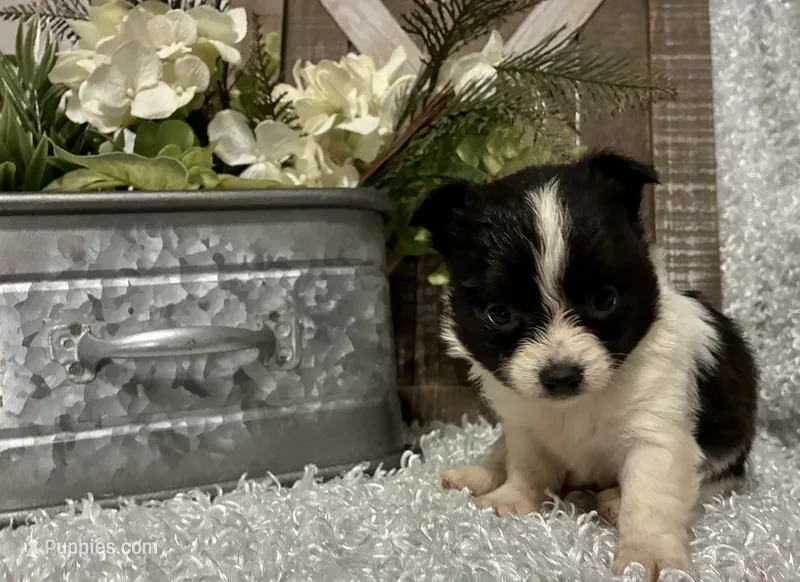 BUCEE' – Chihuahua puppy for sale in Sharon, KS