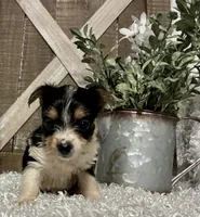 TOOTSIE, a female Yorkshire Terrier for sale in Sharon, KS – 9 of 9