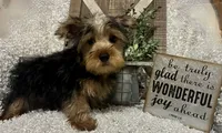 RUFUS, a male Yorkshire Terrier for sale in Sharon, KS – 6 of 10