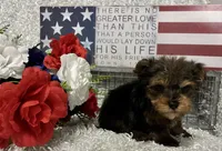 BOBBY, a male Yorkshire Terrier for sale in Sharon, KS – 8 of 8