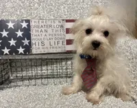 RALPHIE, a male Maltese for sale in Sharon, KS – 6 of 8