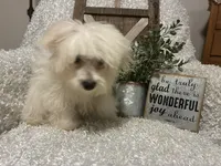 OLLIE, a male Maltese for sale in Sharon, KS – 3 of 8