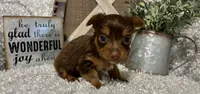 SUSIE, a female Yorkshire Terrier for sale in Sharon, KS – 3 of 7