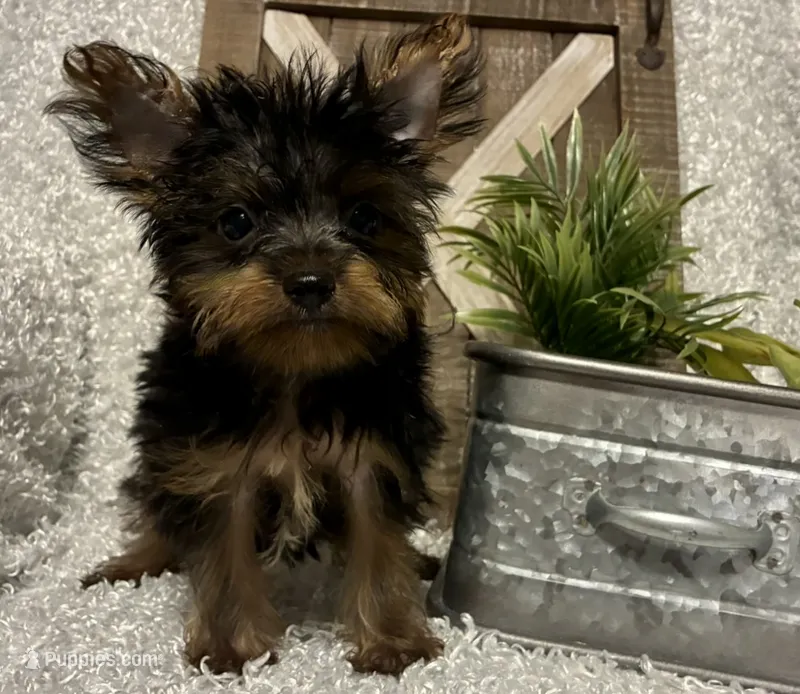 BRUTUS – Yorkshire Terrier puppy for sale in Sharon, KS