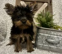 BRUTUS, a male Yorkshire Terrier for sale in Sharon, KS – 1 of 8