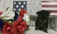 BRUTUS, a male Yorkshire Terrier for sale in Sharon, KS – 4 of 8