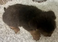 COCOA, a male Yorkshire Terrier for sale in Sharon, KS – 4 of 8