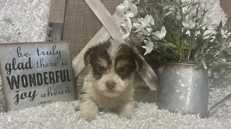 BUSCUIT – Yorkshire Terrier puppy for sale in Sharon, KS