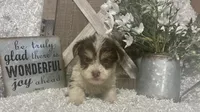 BUSCUIT, a male Yorkshire Terrier for sale in Sharon, KS – 1 of 9