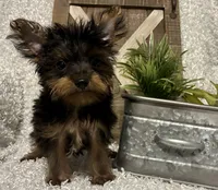BRUTUS, a male Yorkshire Terrier for sale in Sharon, KS – 5 of 8