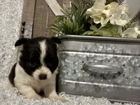 BUCEE', a male Chihuahua for sale in Sharon, KS – 4 of 8