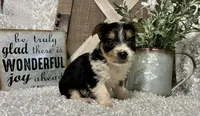 TOOTSIE, a female Yorkshire Terrier for sale in Sharon, KS – 4 of 9
