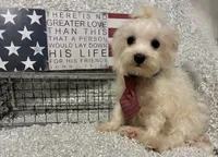 RALPHIE, a male Maltese for sale in Sharon, KS – 4 of 8