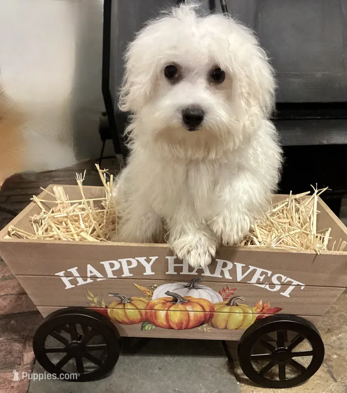 OLLIE – Maltese puppy for sale in Sharon, KS