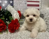 OLLIE, a male Maltese for sale in Sharon, KS – 8 of 8