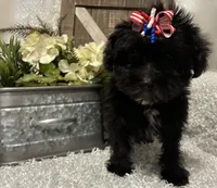 DOTTIE, a female Yorkipoo for sale in Sharon, KS – 7 of 8