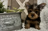RUFUS, a male Yorkshire Terrier for sale in Sharon, KS – 2 of 8