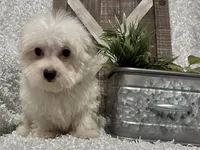 OLLIE, a male Maltese for sale in Sharon, KS – 5 of 8