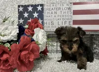 BOBBY, a male Yorkshire Terrier for sale in Sharon, KS – 6 of 8