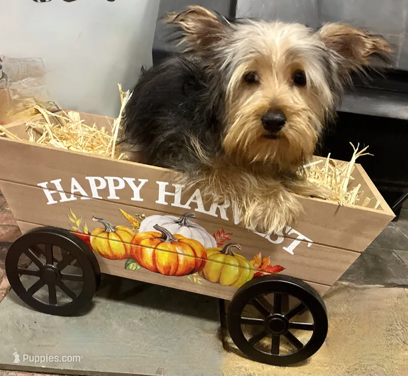 RUFUS – Yorkshire Terrier puppy for sale in Sharon, KS
