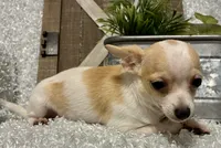CHICO, a male Chihuahua for sale in Sharon, KS – 9 of 9