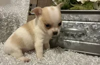 CHICO, a male Chihuahua for sale in Sharon, KS – 7 of 7