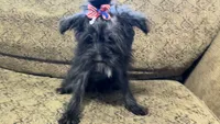 DOTTIE, a female Yorkipoo for sale in Sharon, KS – 10 of 10