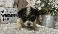 0RE0, a male Yorkshire Terrier for sale in Sharon, KS – 5 of 8