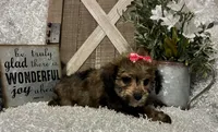 CANDY, a female Yorkipoo for sale in Sharon, KS – 8 of 9
