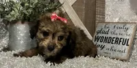 CANDY, a female Yorkipoo for sale in Sharon, KS – 2 of 9
